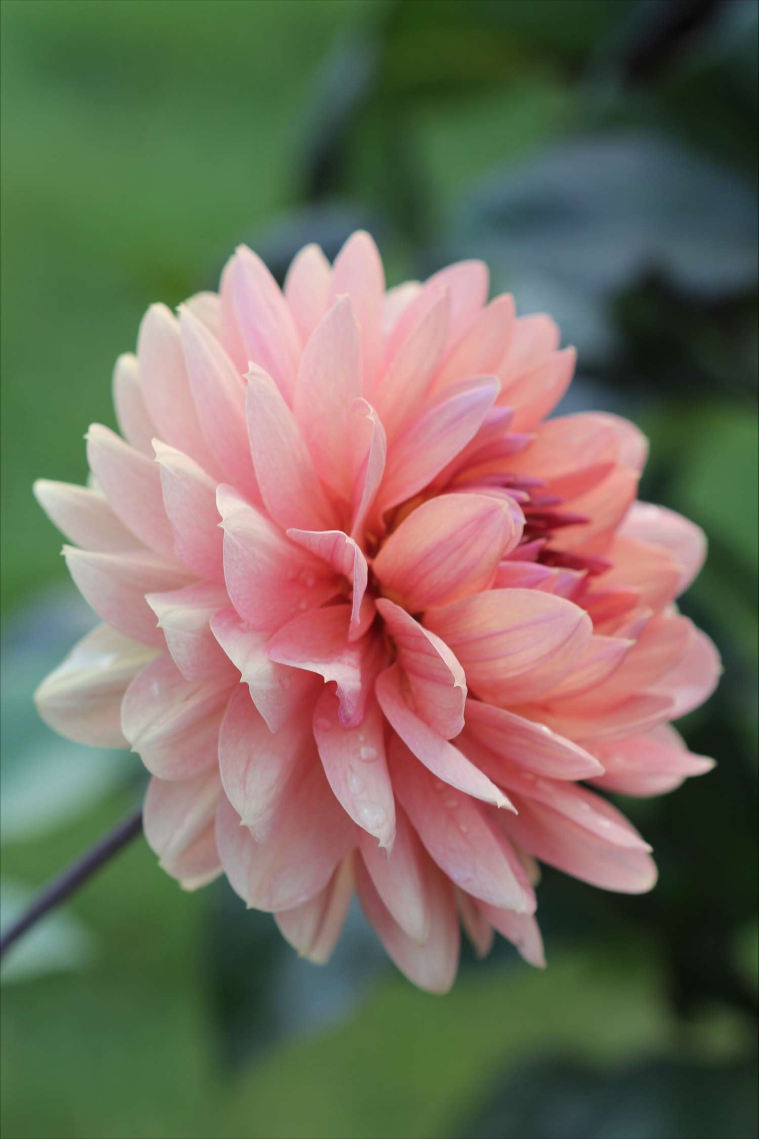 Dahlie ‘Château de la Bourdaisière’